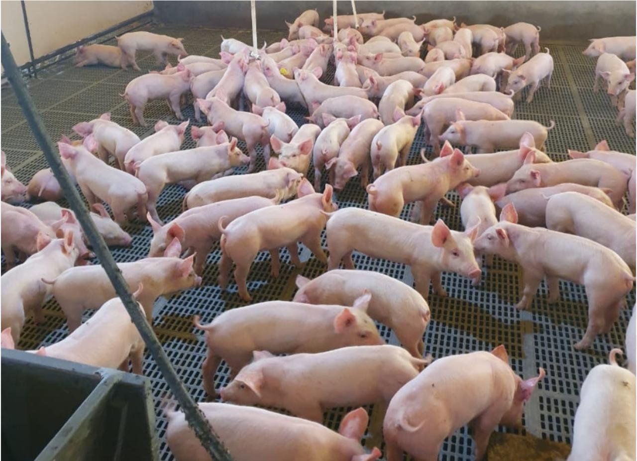 A ER Leitões oferece cortes de carne suína, tendo como especialidade os cortes de leitão e leitoa. Temos leitão pururuca para os fãs desse sabor irresistível, leitão de Natal para acompanhar momentos especiais em família, além de leitão congelado, leitão resfriado e diversas outras opções sob encomenda. Qualidade, confiança e atendimento direto do produtor.